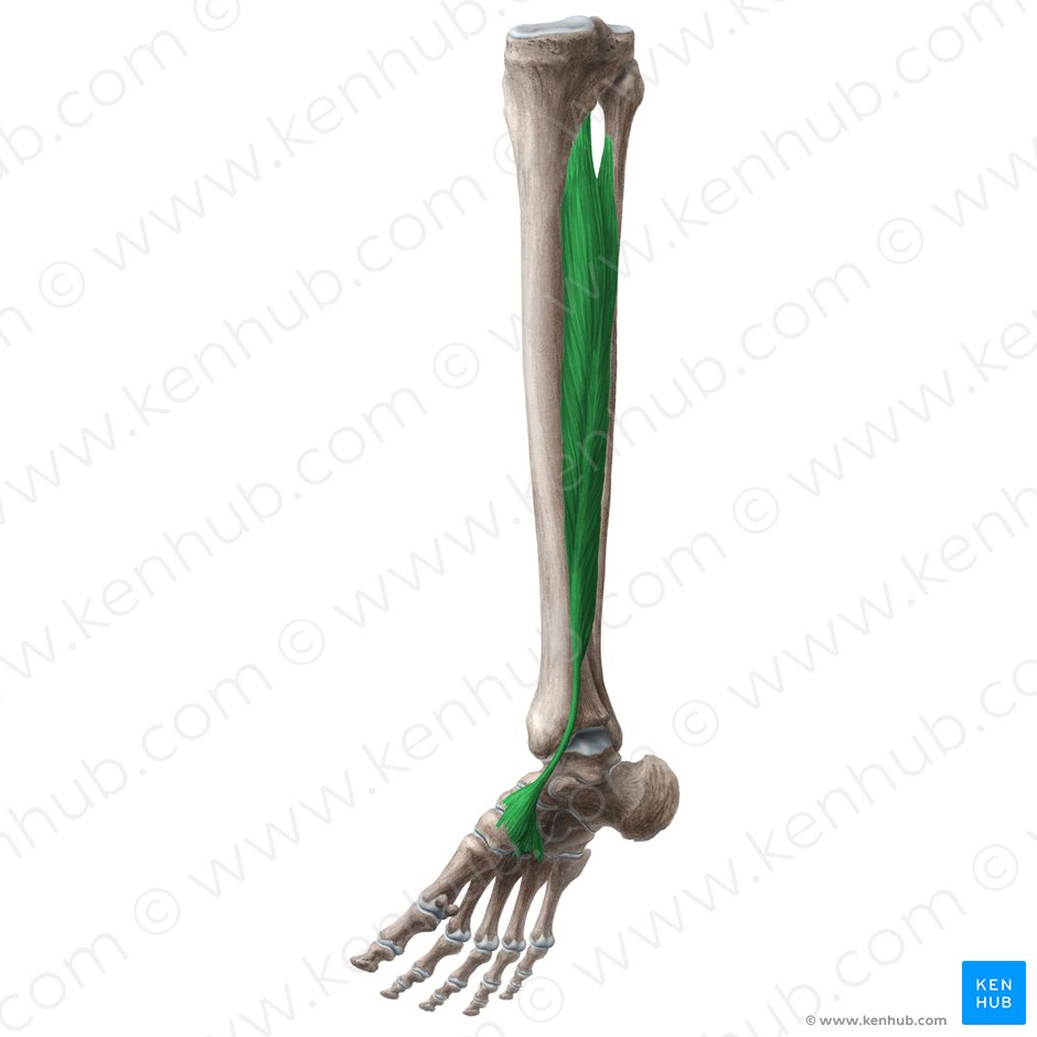 Músculo tibial posterior (Musculus tibialis posterior); Imagen: Liene Znotina