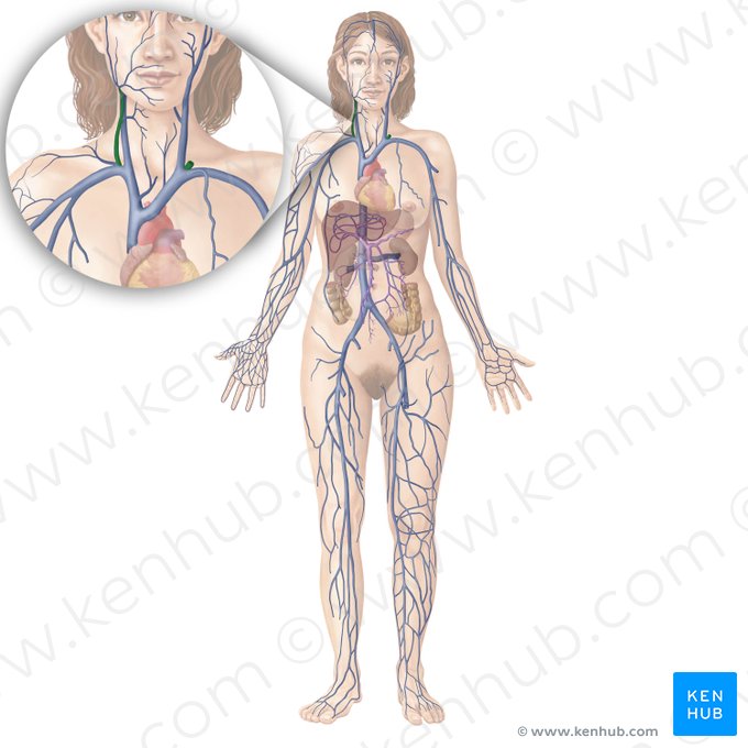 Vena yugular externa (Vena jugularis externa); Imagen: Begoña Rodriguez