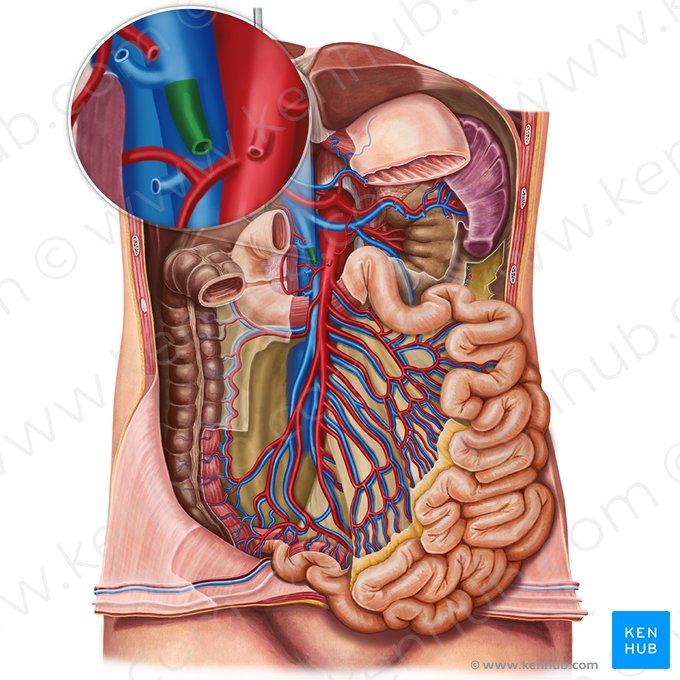 Middle colic vein (Vena colica media); Image: Irina Münstermann