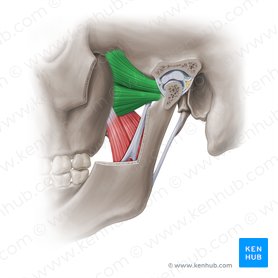 Músculo pterigoideo lateral (Musculus pterygoideus lateralis); Imagen: Paul Kim