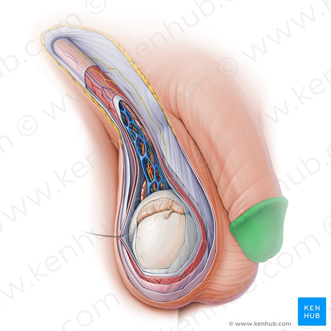 Glans penis (Eichel); Bild: Paul Kim