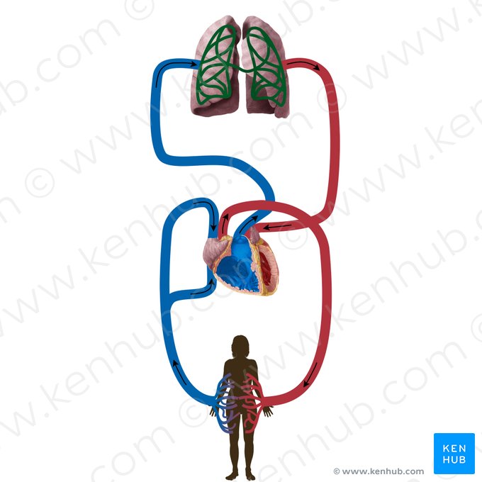 Rede capilar do pulmão (Rete capillare pulmonale); Imagem: Begoña Rodriguez