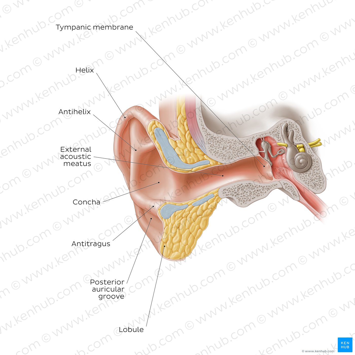 External ear: coronal section