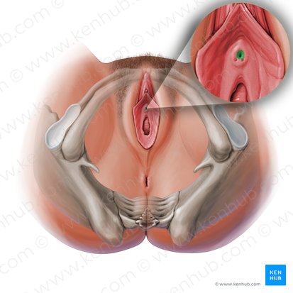 Óstio externo da uretra (Ostium urethrae externum); Imagem: Paul Kim