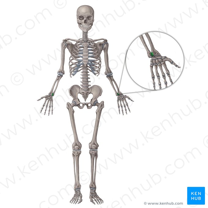 Distal radioulnar joint (Articulatio radioulnaris distalis); Image: Irina Münstermann