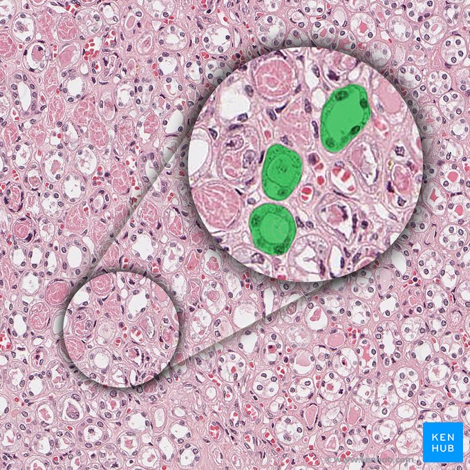 Thin limbs of nephron loop (Crura attenuati ansae nephroni); Image: 