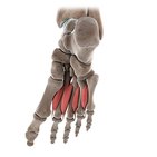 Central plantar muscles of the foot (3D)