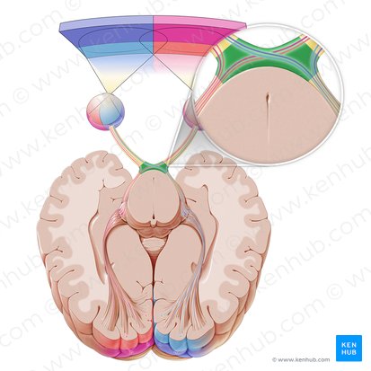 Quiasma óptico (Chiasma opticum); Imagem: Paul Kim