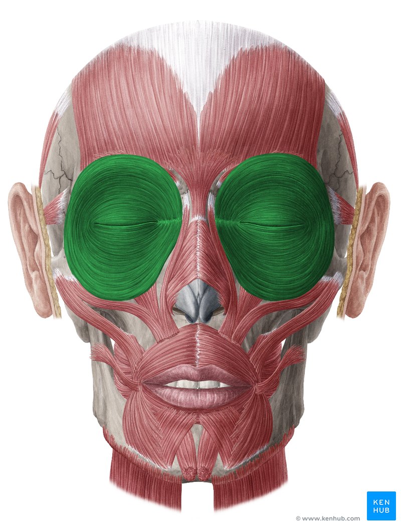 Orbicularis oculi muscle (green) - anterior view