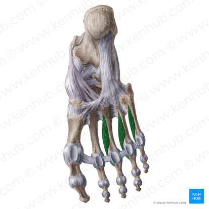 Músculos interósseos plantares (Musculi interossei plantares); Imagem: Liene Znotina