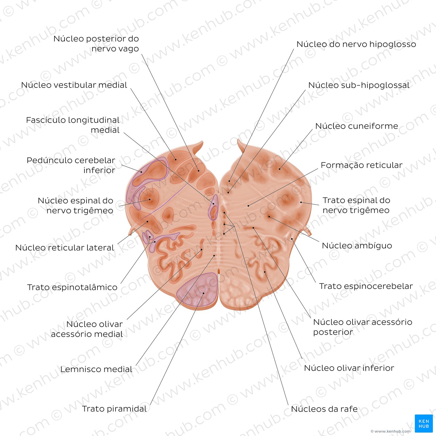 Secção coronal do bulbo ao nível do nervo vago