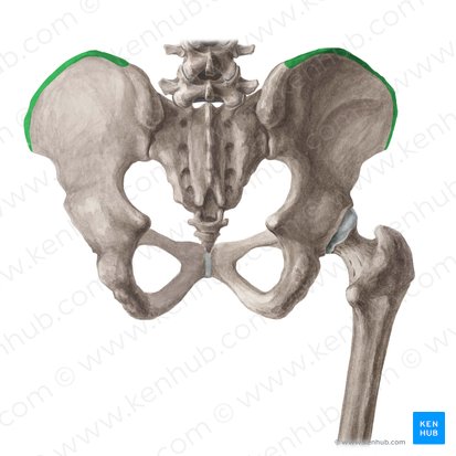 Iliac crest (Crista iliaca); Image: Liene Znotina