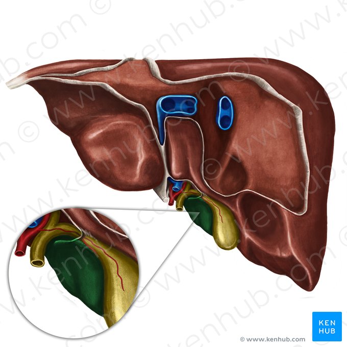 Quadrate lobe of liver (Lobus quadratus hepatis); Image: Irina Münstermann