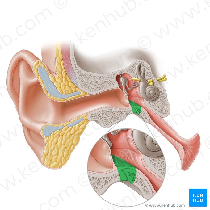 Jugular wall of tympanic cavity (Paries jugularis cavitatis tympani); Image: Paul Kim