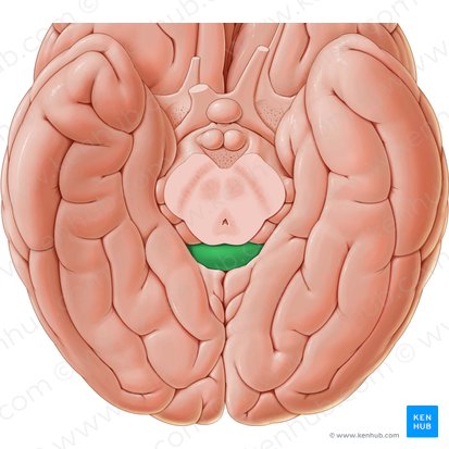 Splenium of corpus callosum (Splenium corporis callosi); Image: National Library of Medicine