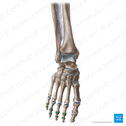 Interphalangeal joints of 2nd-5th toes (Articulationes interphalangeae digitorum 2-5 pedis); Image: Liene Znotina