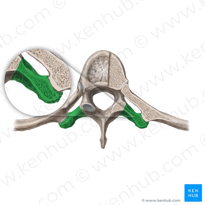 Processo transverso da vértebra (Processus transversus vertebrae); Imagem: Begoña Rodriguez