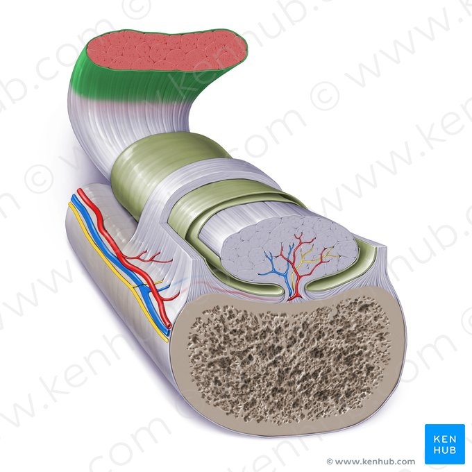 Fascia profond du muscle squelettique (Fascia profunda textus muscularis skeletalis); Image : Paul Kim