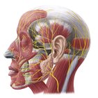 Superficial nerves of the face and scalp