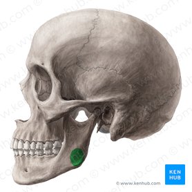 Tuberosidad maseterina de la mandibula (Tuberositas masseterica mandibulae); Imagen: Yousun Koh