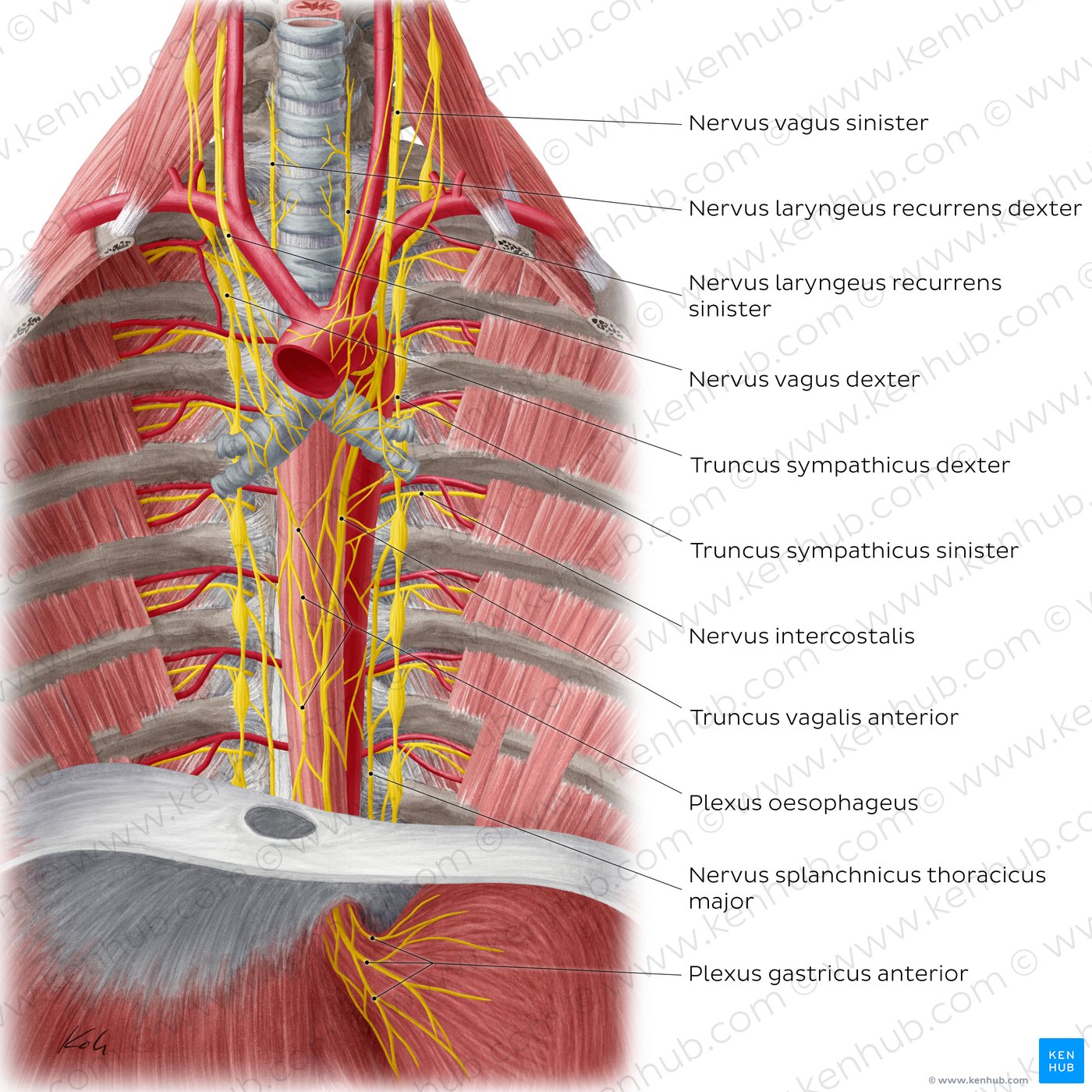 Nervi of the oesophagus (anterior view)