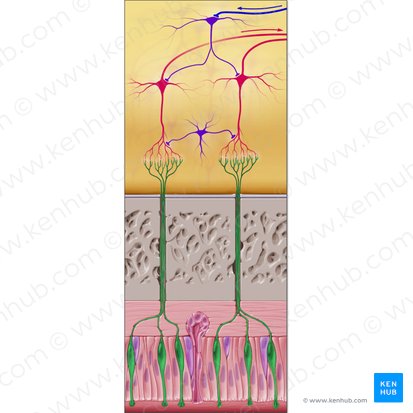 Epitheliocytus neurosensorius olfactorius (Olfaktorisches sensorisches Neuron); Bild: Paul Kim