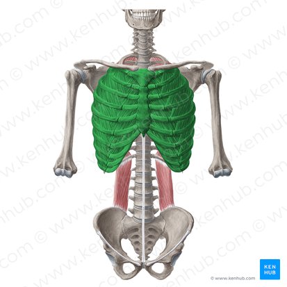 Thoracic wall (Paries thoracis); Image: Yousun Koh