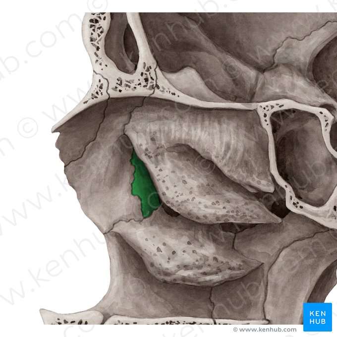 Lacrimal bone (Os lacrimale); Image: Yousun Koh