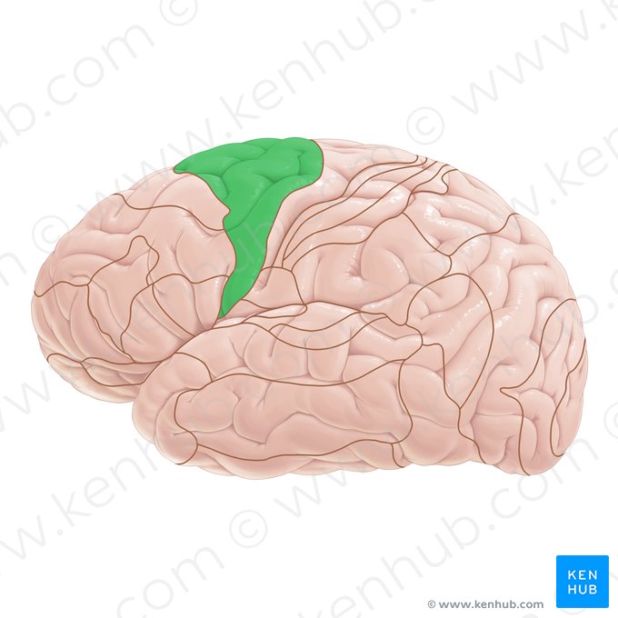 Área 6 de Brodmann (Area Brodmann 6); Imagem: Paul Kim