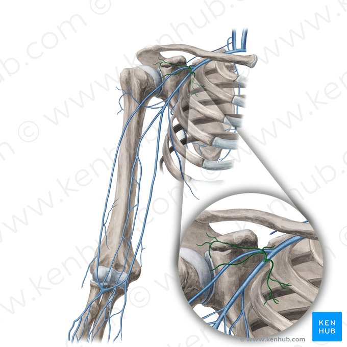 Thoracoacromial vein (Vena thoracoacromialis); Image: Yousun Koh