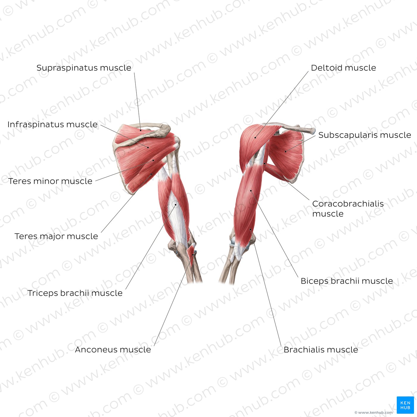 Muscles of the arm and shoulder