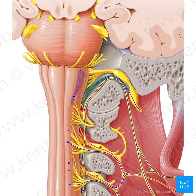 Raiz craniana do nervo acessório (Radix cranialis nervi accessorii); Imagem: Paul Kim