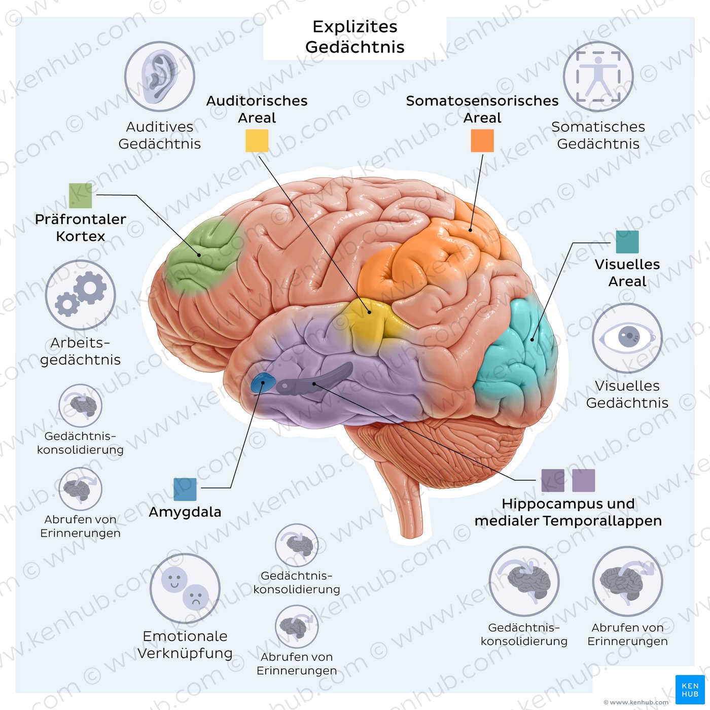 Explicit memory: brain structures