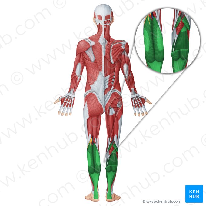 Musculus triceps surae (Dreiköpfiger Wadenmuskel); Bild: Irina Münstermann