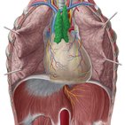 Thymus