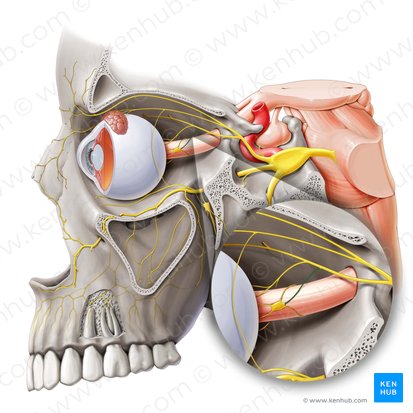 Branch of nasociliary nerve to ciliary ganglion (Ramus ganglionicus ciliaris nervi nasociliaris); Image: Paul Kim