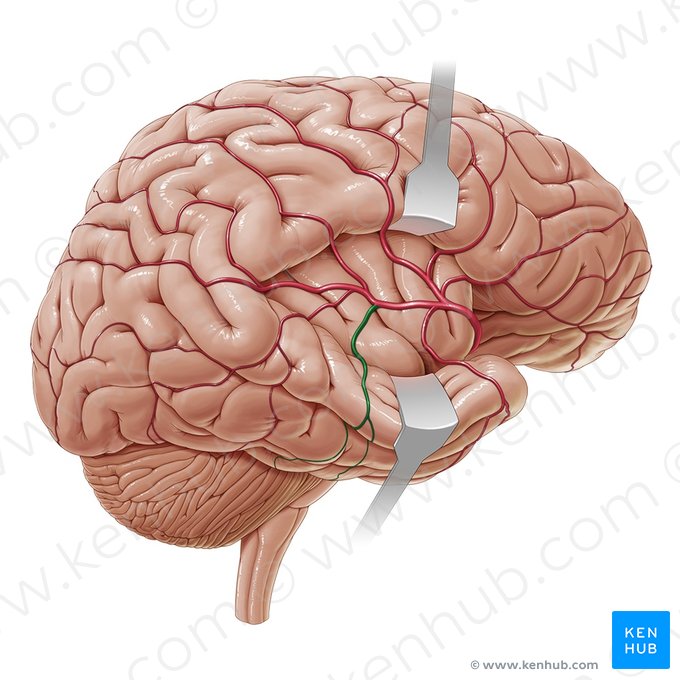 Arteria temporal media (Arteria temporalis media); Imagen: Paul Kim