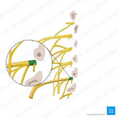 Anterior ramus of spinal nerve L4 (Ramus anterior nervi spinalis L4); Image: Begoña Rodriguez