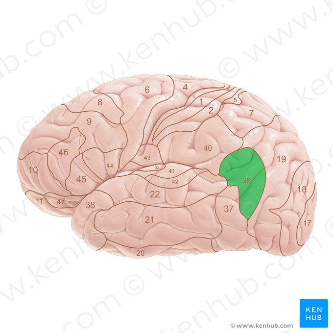 Brodmann area 39 (Area Brodmann 39); Image: Paul Kim